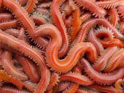 Siyah Çin Kurdu – Black Lugworm